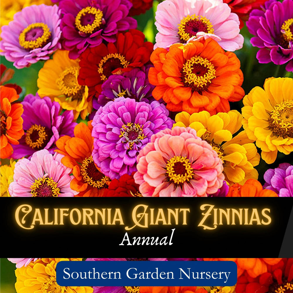 California Giant Zinnia Seeds – Large Colorful Heirloom Flowers for Pollinator Gardens